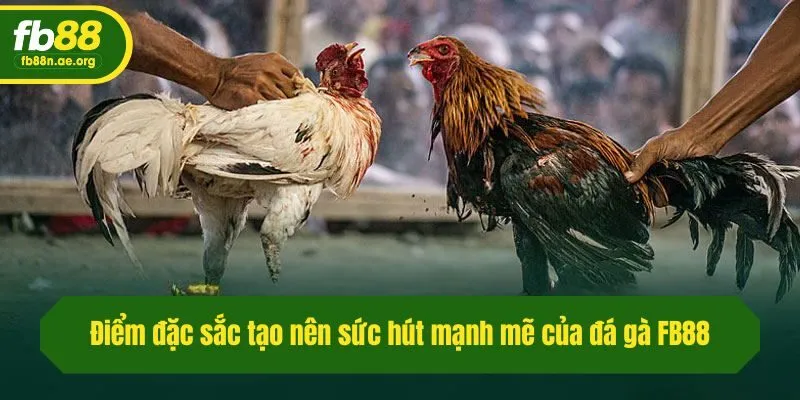 Điểm đặc sắc tạo nên sức hút mạnh mẽ của đá gà Fb88